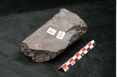 Foto (Seitenansicht) von Knorria imbricata Sternbg. (NHMW-GEO-2024-0188-11042)